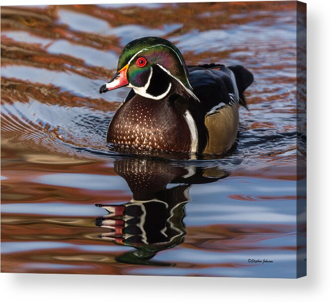Wood Duck Acrylic Print featuring the photograph Wood Duck Reflections #2 by Stephen Johnson
