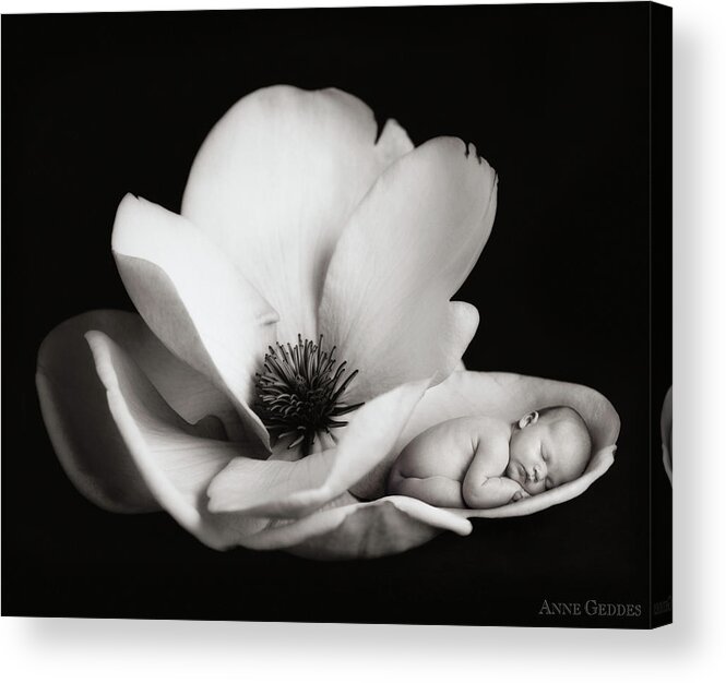 Black And White Acrylic Print featuring the photograph Violet in a Magnolia by Anne Geddes