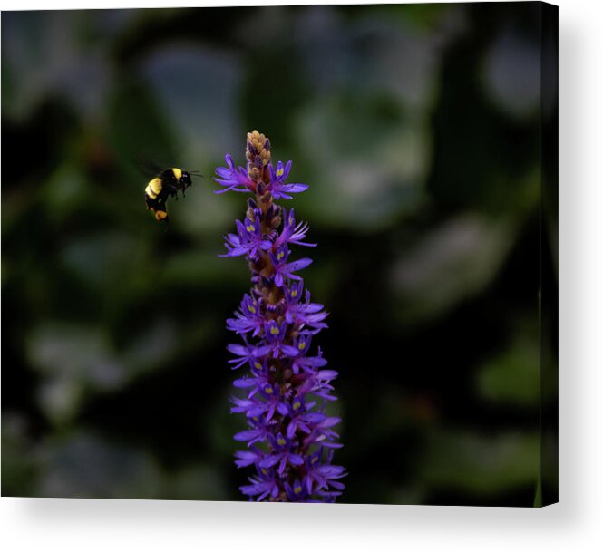 Jay Stockhaus Acrylic Print featuring the photograph Bee #2 by Jay Stockhaus