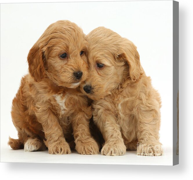 Cockapoo Puppies Acrylic Print featuring the photograph Cockapoo Puppies #2 by Mark Taylor