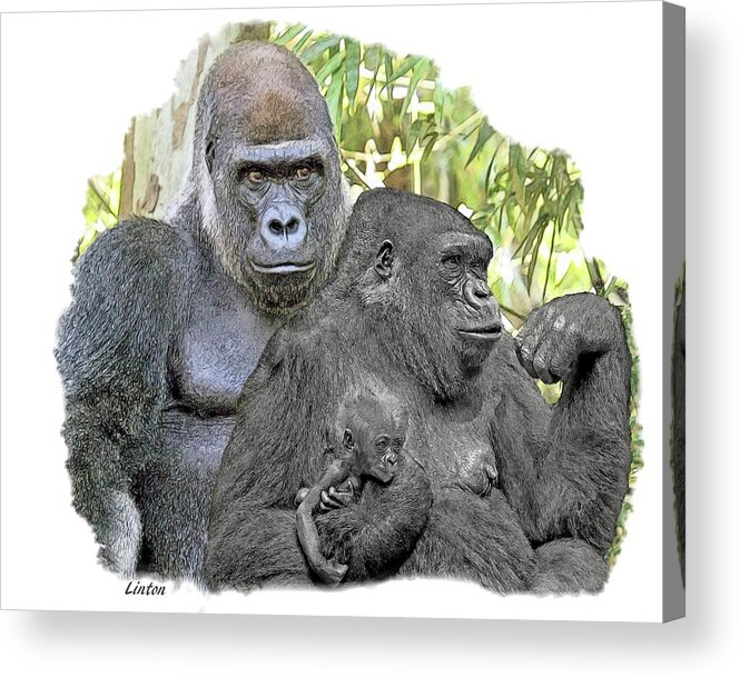 Gorilla Acrylic Print featuring the digital art Family Portrait #2 by Larry Linton