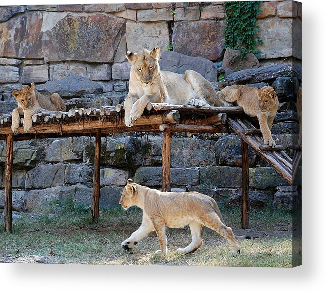 Ft. Worth Acrylic Print featuring the photograph Lioness and Cubs #2 by Kenny Glover
