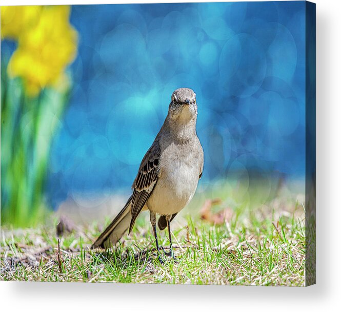 Avian Acrylic Print featuring the photograph Mockingbird #2 by Cathy Kovarik