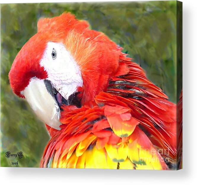 Bird Acrylic Print featuring the photograph Parrot #2 by Terry Burgess