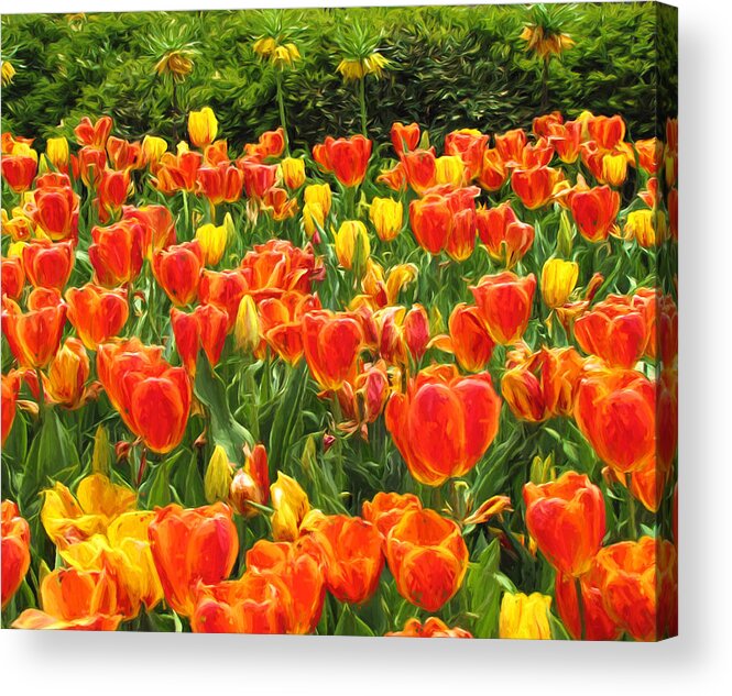 Tulips Acrylic Print featuring the photograph Tulips #4 by John Freidenberg