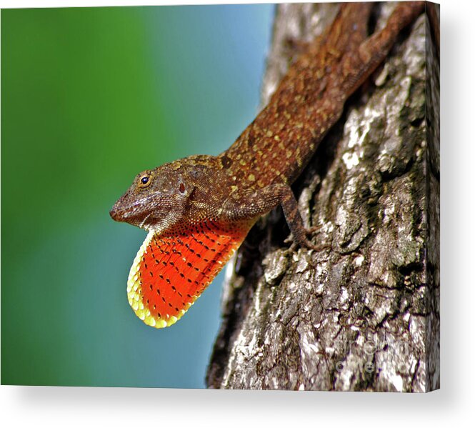 Brown Anole Acrylic Print featuring the photograph 22- Brown Anole by Joseph Keane