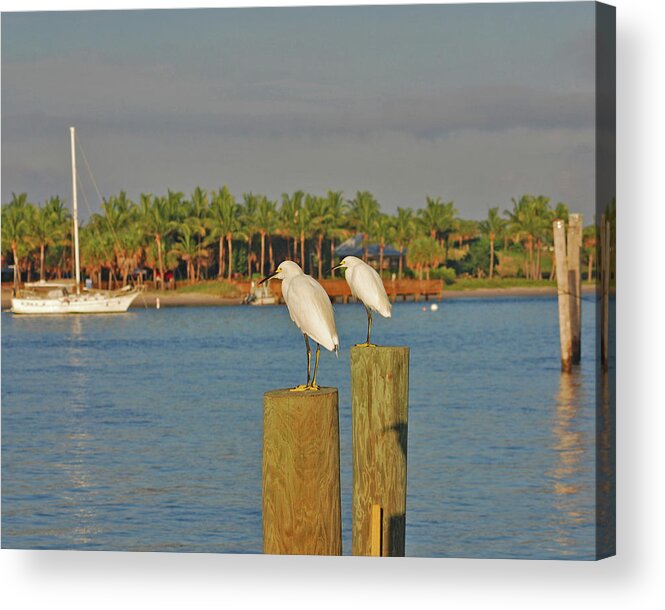 Snowy Egrets Acrylic Print featuring the photograph 23- Decisions by Joseph Keane