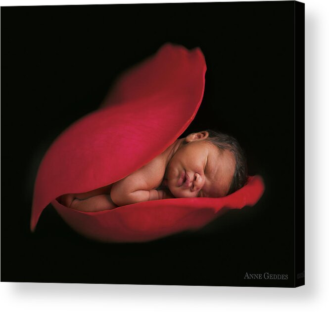Rose Acrylic Print featuring the photograph Darion in a Rose Petal by Anne Geddes