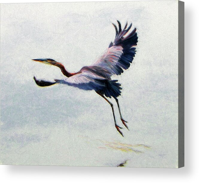 Great Blue Heron Acrylic Print featuring the photograph Heron In Flight #4 by John Freidenberg