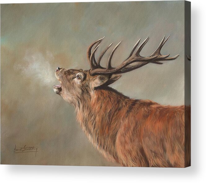 Red Deer Acrylic Print featuring the painting Red Deer Stag #3 by David Stribbling