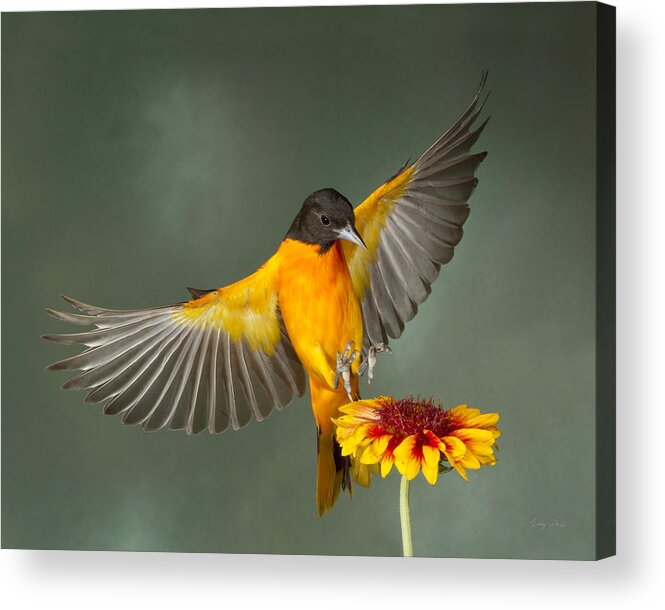 Nature Acrylic Print featuring the photograph Don't Squeeze The Charmin #4 by Gerry Sibell