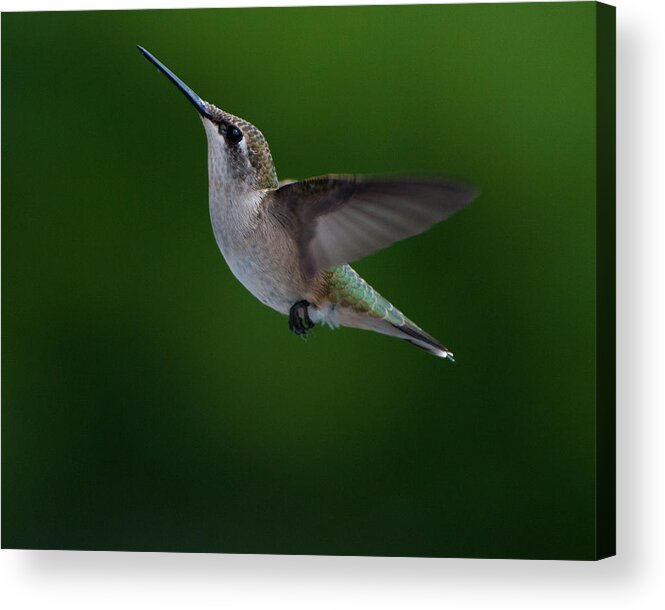 Hummers Acrylic Print featuring the photograph Female Ruby Throated Hummingbird #4 by Brenda Jacobs