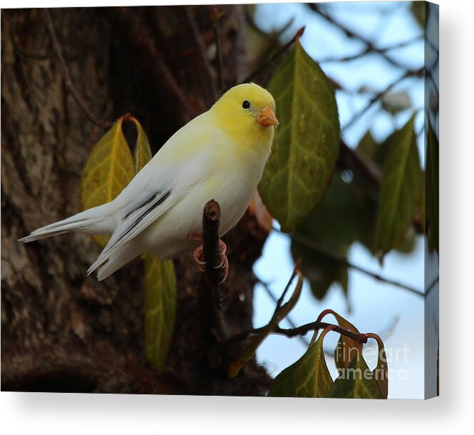 Nature Acrylic Print featuring the photograph Leucistic American Goldfinch #6 by Jack R Brock