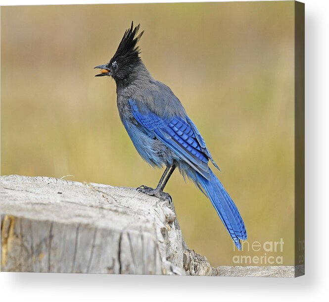 Bird Acrylic Print featuring the photograph Stellers Jay #6 by Dennis Hammer