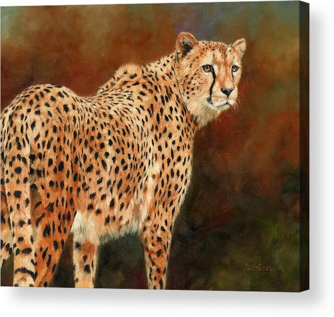 Cheetah Acrylic Print featuring the painting Cheetah #9 by David Stribbling