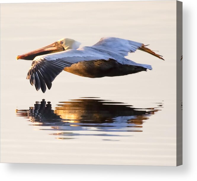 Pelican Acrylic Print featuring the photograph A Closer Look by Janet Fikar