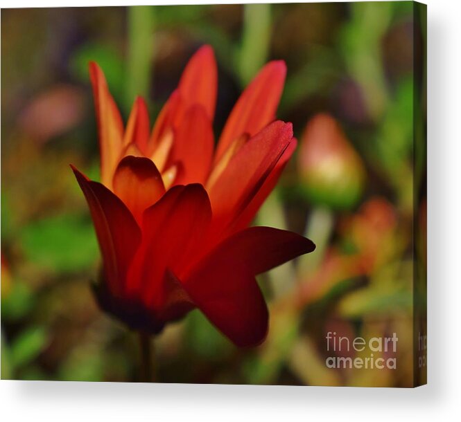 Chrysanthemum Daisy Acrylic Print featuring the photograph A Feeling Of Warmth by Janet Marie