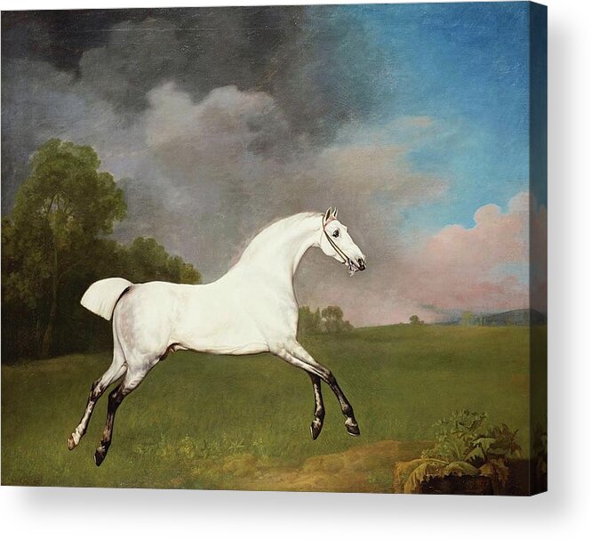 George Stubbs (1724-1806) A Grey Horse Signed And Dated 1793 Acrylic Print featuring the painting A Grey Horse by George Stubbs