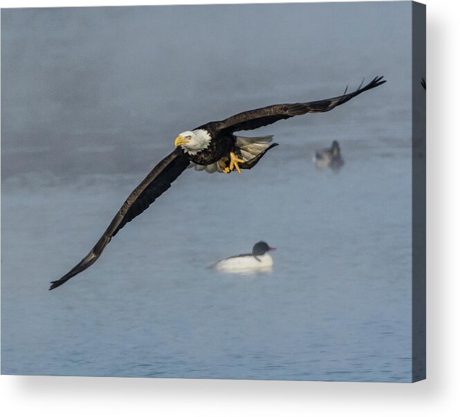 Bald Eagle Acrylic Print featuring the photograph A Nice Catch by Michael Hall