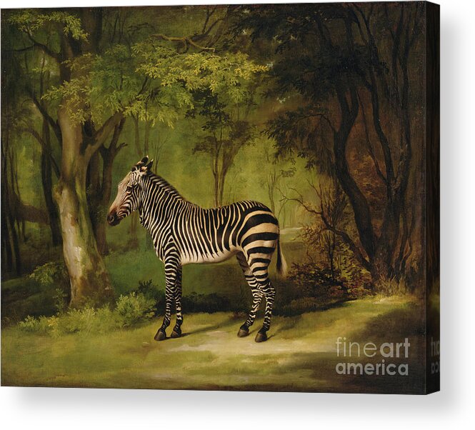 Zebra Acrylic Print featuring the painting A Zebra by George Stubbs