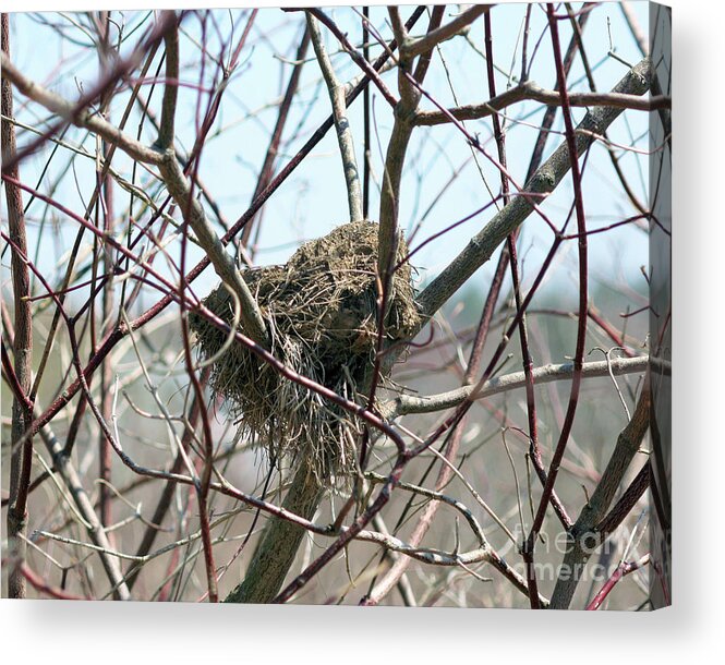 Animal Acrylic Print featuring the photograph Abandoned Bird Nest by Smilin Eyes Treasures
