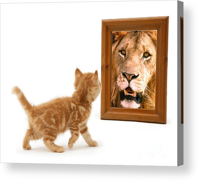 Ginger Acrylic Print featuring the photograph Admiring the Lion Within by Warren Photographic