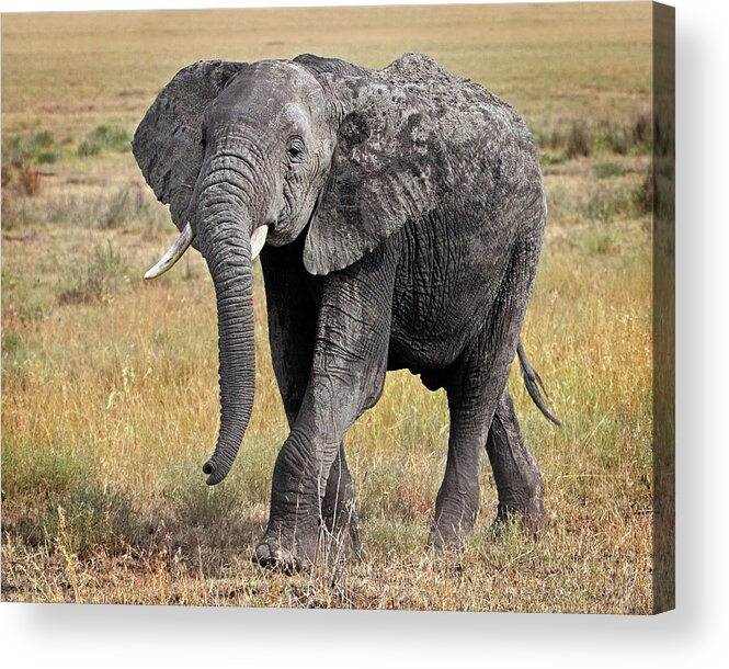 African Wildlife Acrylic Print featuring the photograph African Elephant Happy And Free by Gill Billington