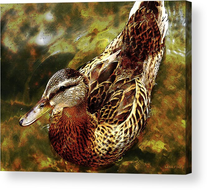 Duck Acrylic Print featuring the photograph Afternoon Swim Card GOLD by Lesa Fine