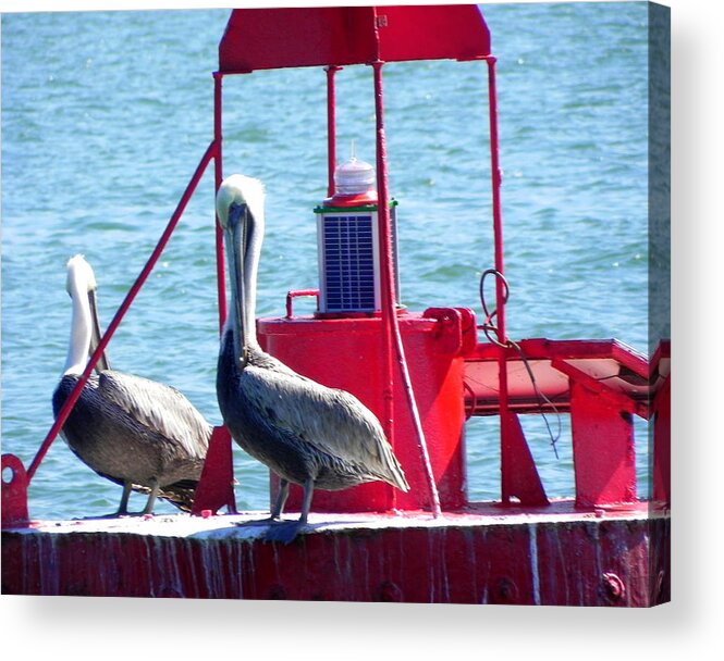 Seascape Acrylic Print featuring the photograph Ahoy Pelicans by Christie Starr Featherstone