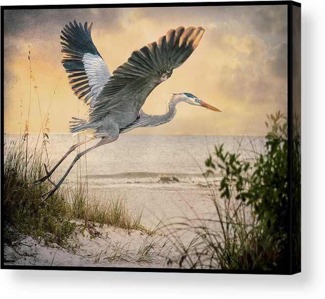 Airborne Acrylic Print featuring the photograph Airborne by Brian Tarr