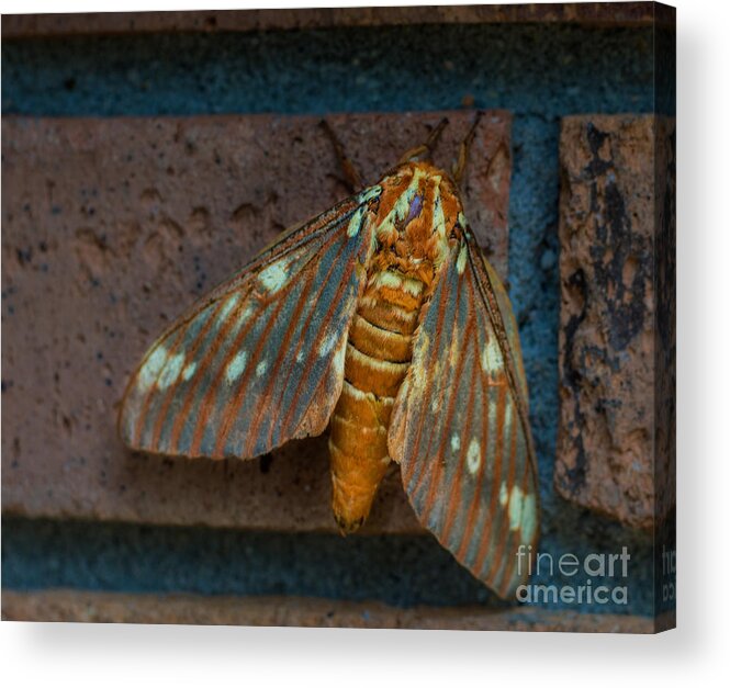 Moth Acrylic Print featuring the photograph Alien Moth by Metaphor Photo