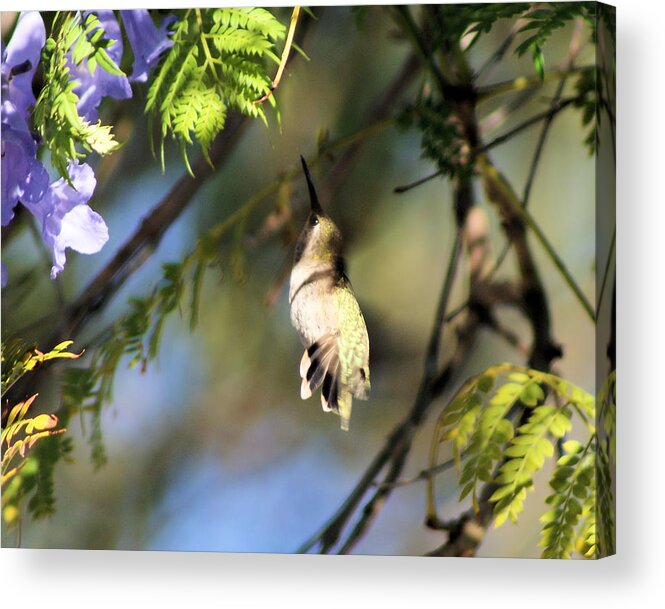 Hummingbird Acrylic Print featuring the photograph All The Way Up There by Ellen Lerner ODonnell