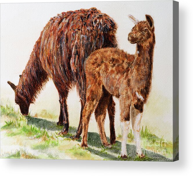 Llamas Acrylic Print featuring the painting Altiplano natives by Monica Carrell