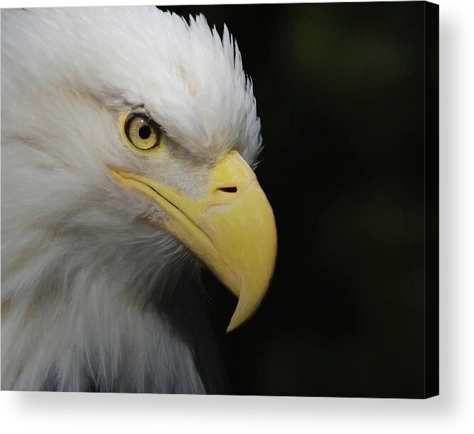 American Bald Eagle Acrylic Print featuring the digital art American Bald Eagle Portrait 4 by Ernest Echols