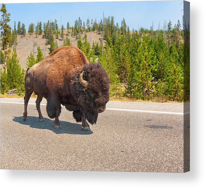 American Bison Acrylic Print featuring the photograph American Bison Sharing the Road in Yellowstone by John M Bailey