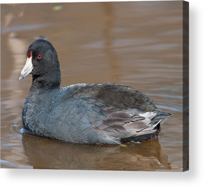 Nature Acrylic Print featuring the photograph American Coot DMSB0139 by Gerry Gantt