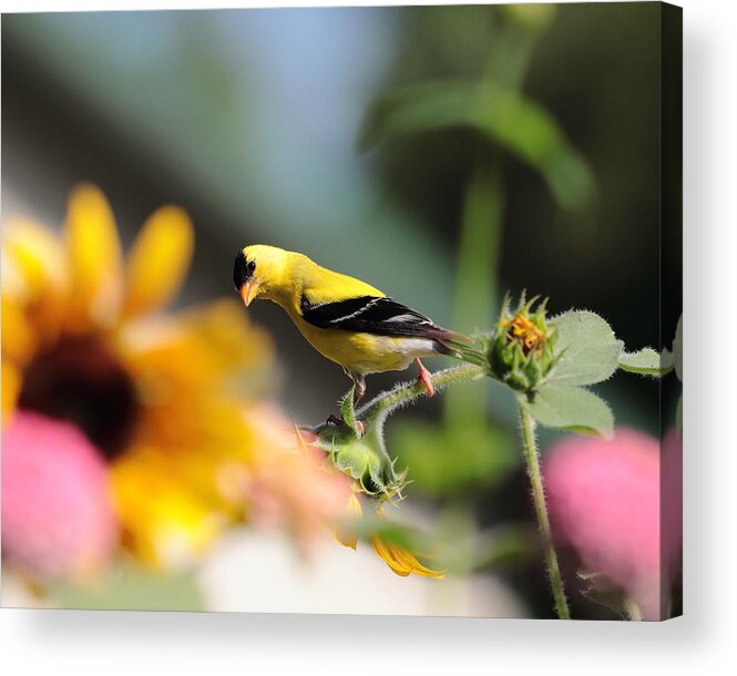 American Goldfinch Acrylic Print featuring the photograph American Goldfinch by John Moyer