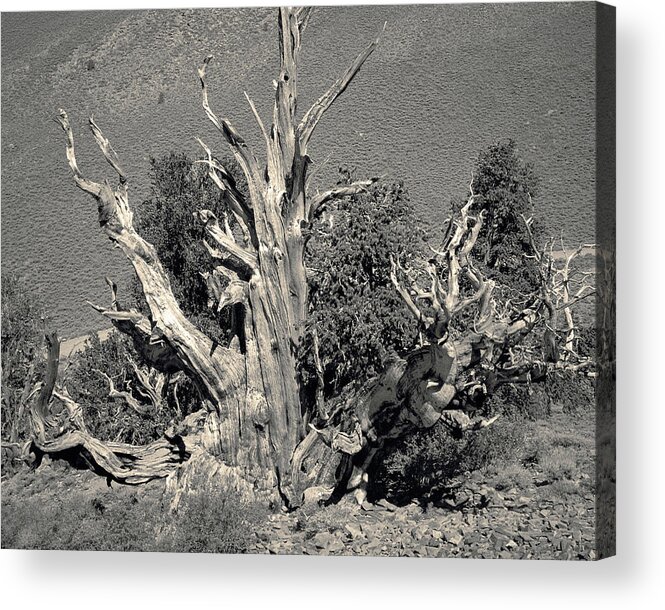 Bristlecone Pine Acrylic Print featuring the photograph Ancient Bristlecone Pine Tree, Composition 9 selenium sepia toned, Inyo National Forest, California by Kathy Anselmo