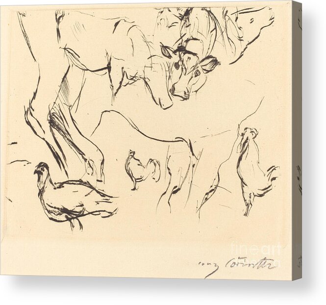  Acrylic Print featuring the drawing Animal Studies (verschiedene Tierstudien) by Lovis Corinth