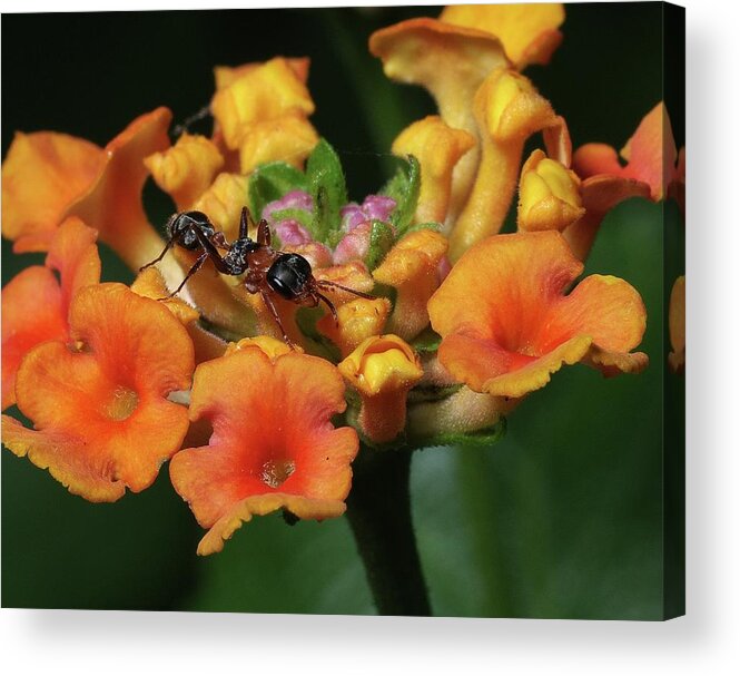 Insects Acrylic Print featuring the photograph Ant on Plant by Richard Rizzo