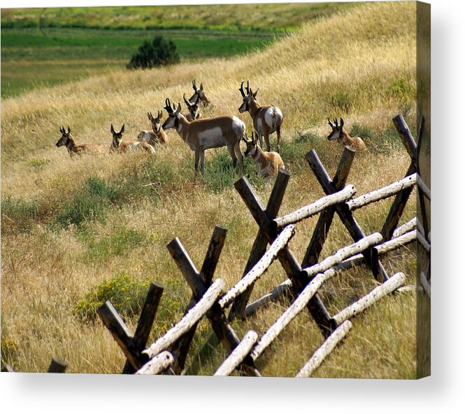 Wildlife Acrylic Print featuring the photograph Antelope 2 by Marty Koch
