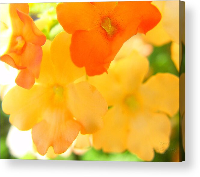 Flowers Acrylic Print featuring the photograph Anybody There by Mimulux Patricia No