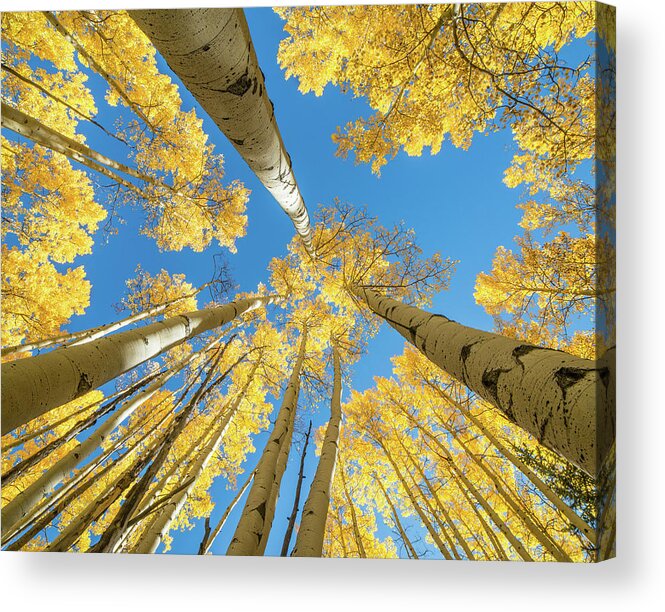 Fine Art Photography Acrylic Print featuring the photograph Aspens and Sky by John Strong