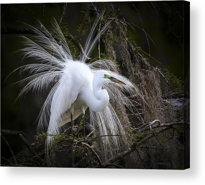 Great Egret Acrylic Print featuring the photograph Attraction by Jim Miller