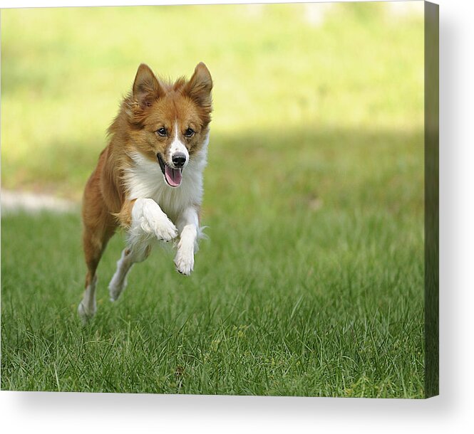 Aussi Acrylic Print featuring the photograph Aussi at Play by Keith Lovejoy