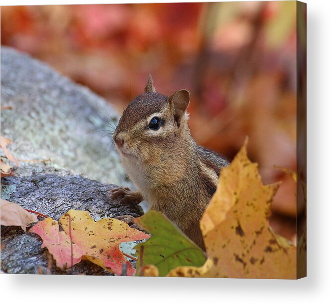 Wildlife Acrylic Print featuring the photograph Autumn Chipmunk by William Selander