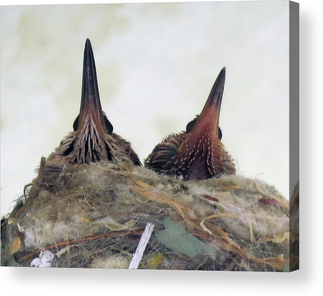 Hummingbirds Acrylic Print featuring the photograph Baby Hummers 3 by Helaine Cummins