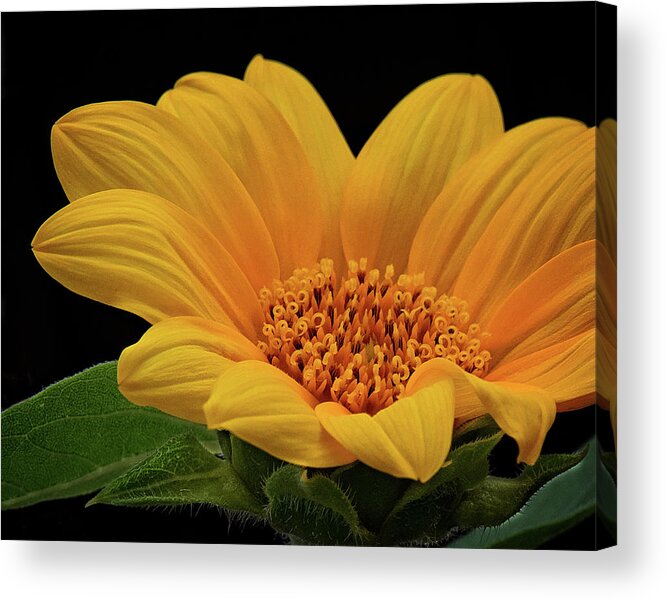 Sunflower Print Acrylic Print featuring the photograph Baby Sunflower by Gwen Gibson