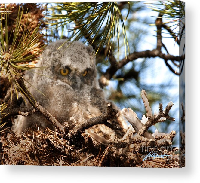 Great Horned Owl Chick Acrylic Print featuring the photograph Baby Who by Bon and Jim Fillpot
