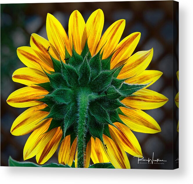 Sunflower Acrylic Print featuring the photograph Back Of Sunflower by Ron Weathers